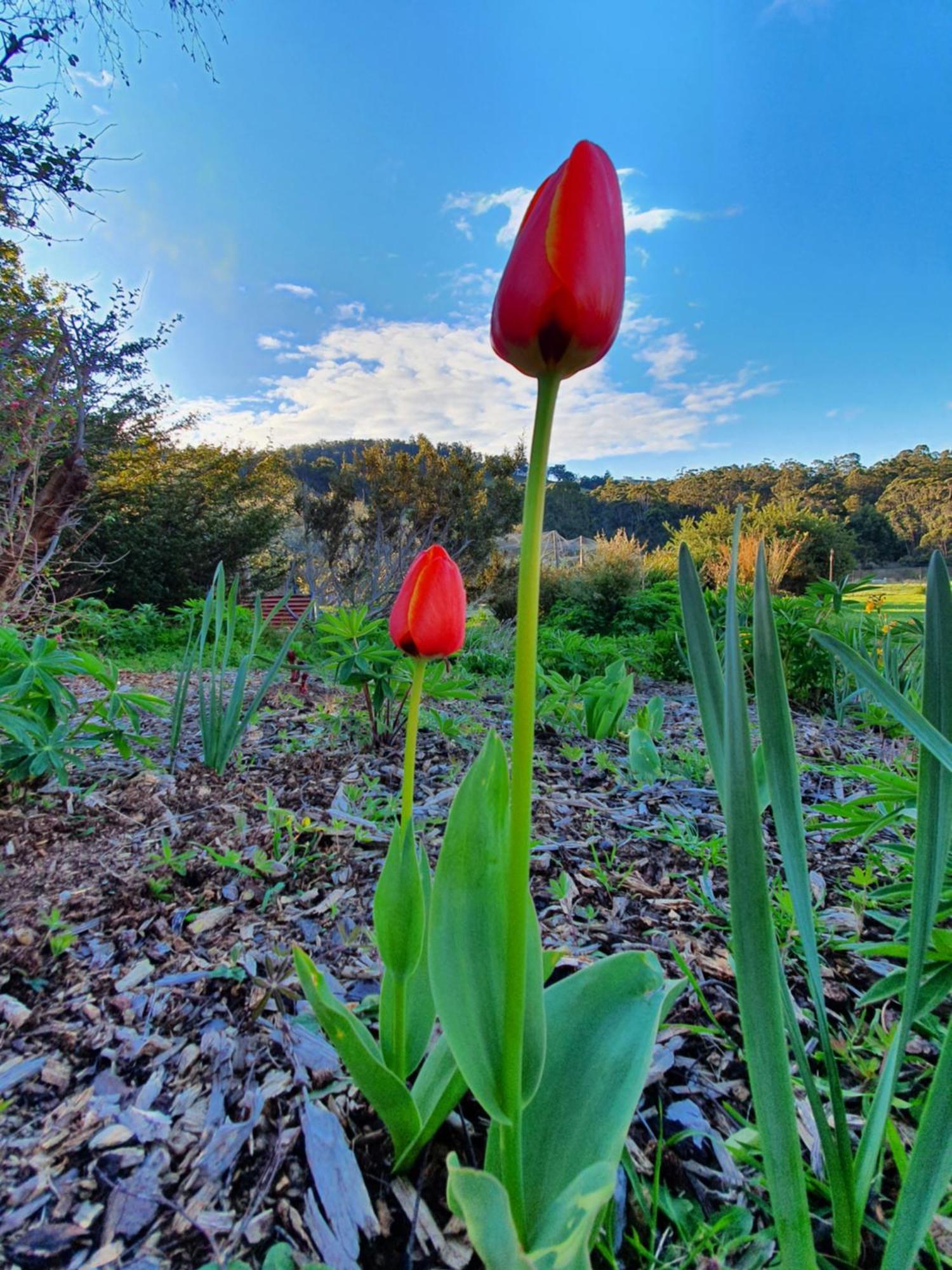 Hamlet Downs Country Accommodation Fentonbury Eksteriør bilde