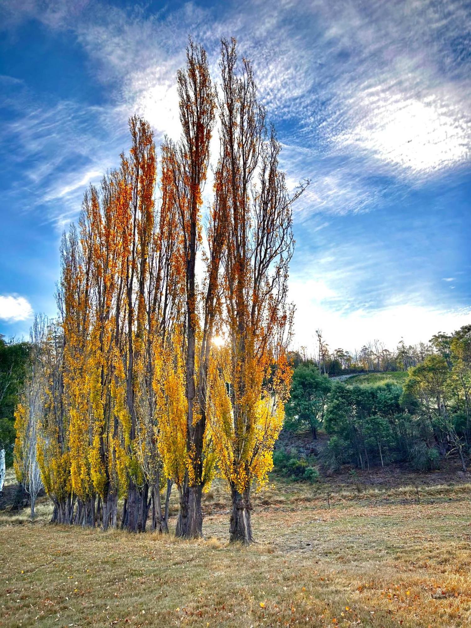 Hamlet Downs Country Accommodation Fentonbury Eksteriør bilde