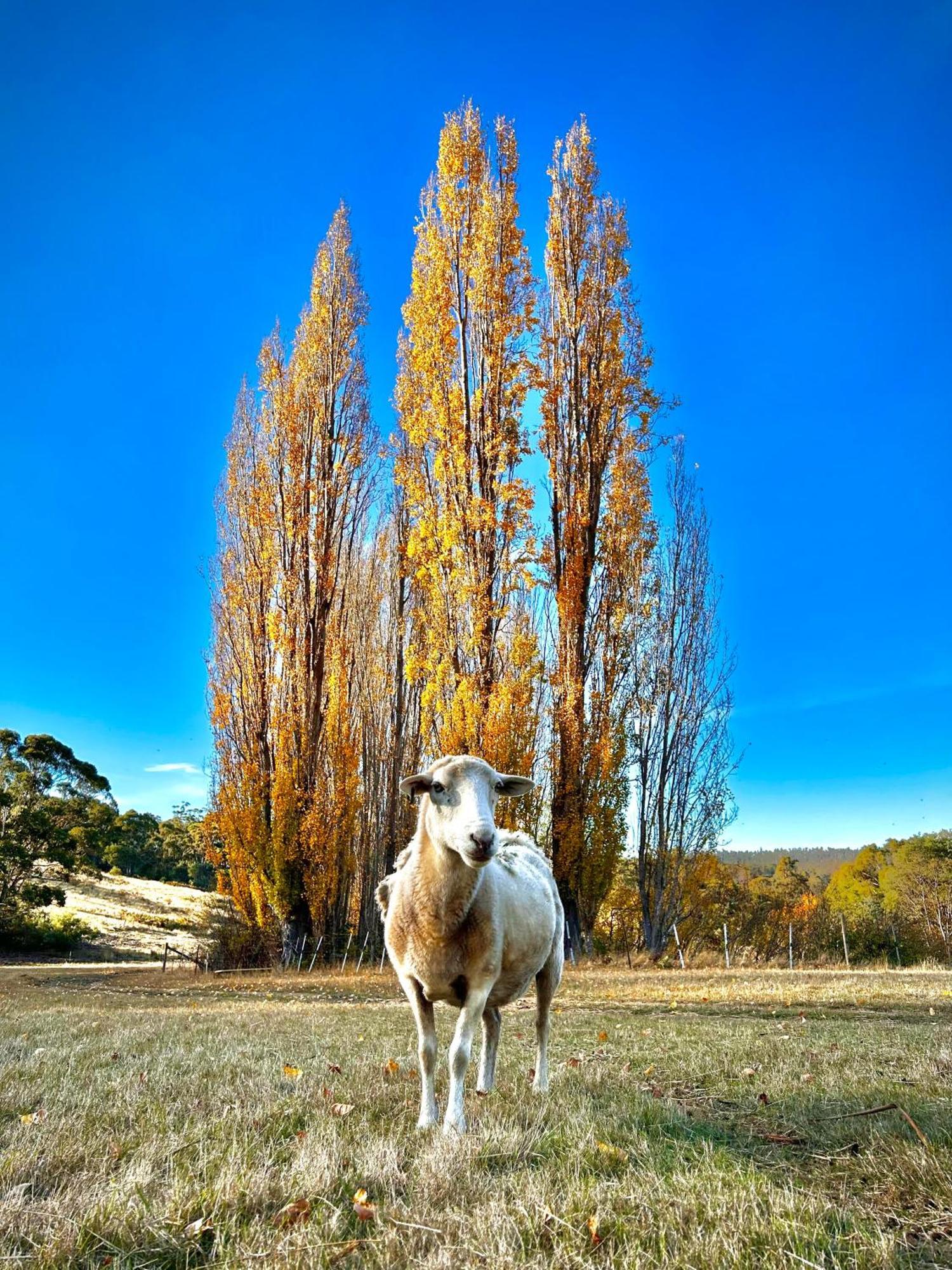 Hamlet Downs Country Accommodation Fentonbury Eksteriør bilde