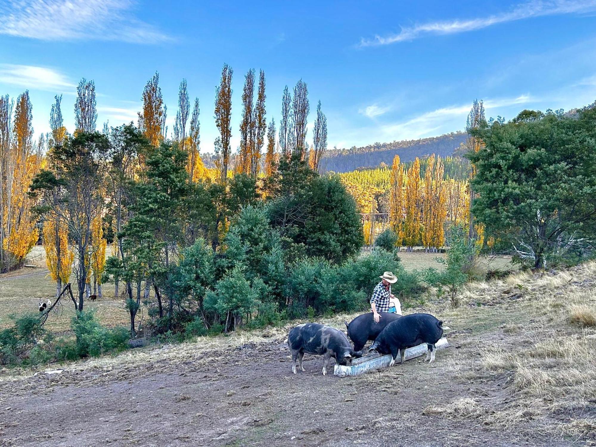 Hamlet Downs Country Accommodation Fentonbury Eksteriør bilde