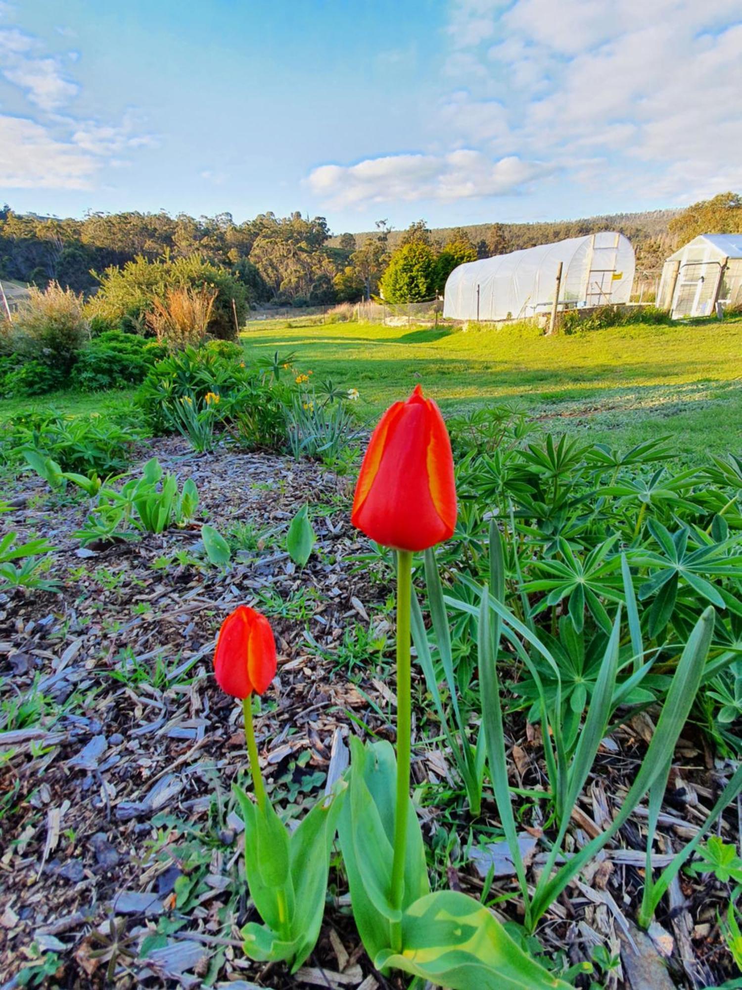 Hamlet Downs Country Accommodation Fentonbury Eksteriør bilde