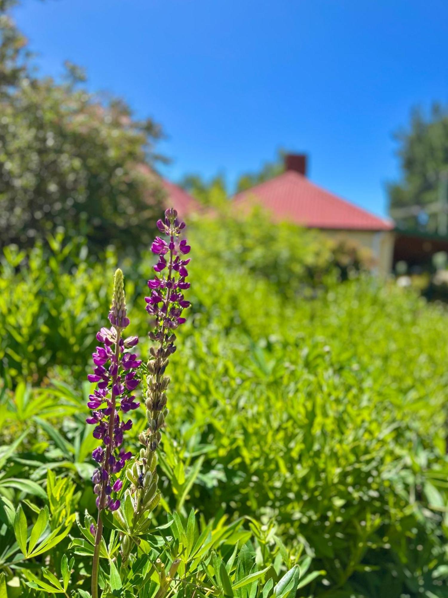 Hamlet Downs Country Accommodation Fentonbury Eksteriør bilde